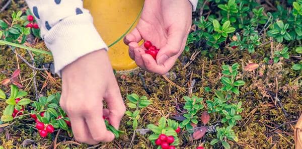 Finland Oulanka park berry picking