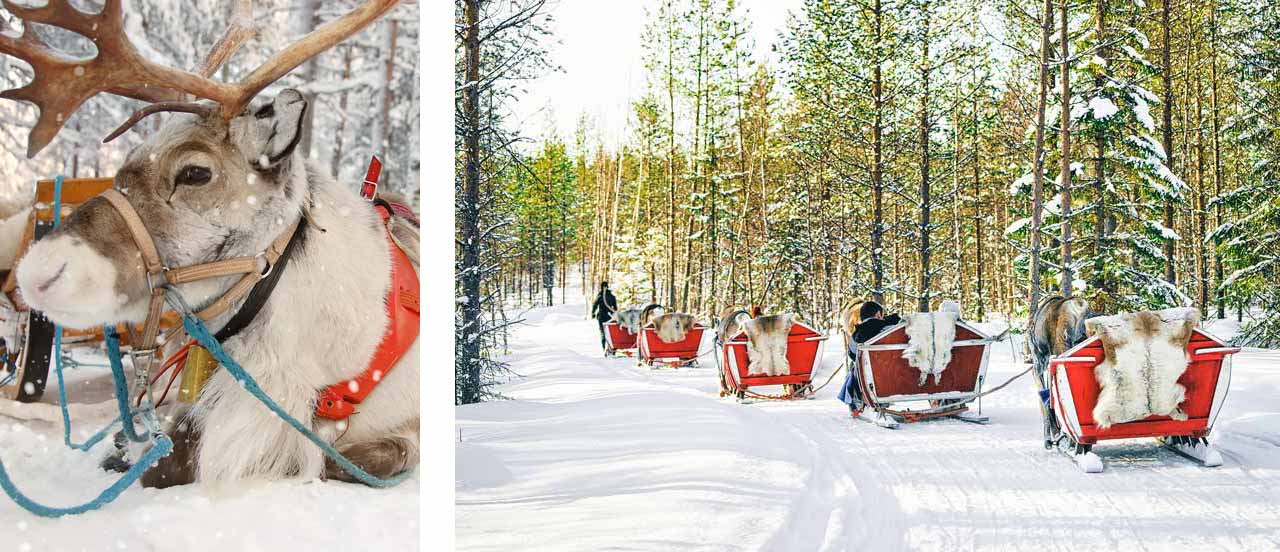 Reindeer-1280x552