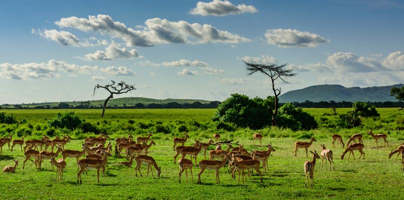 antelopes-806x400