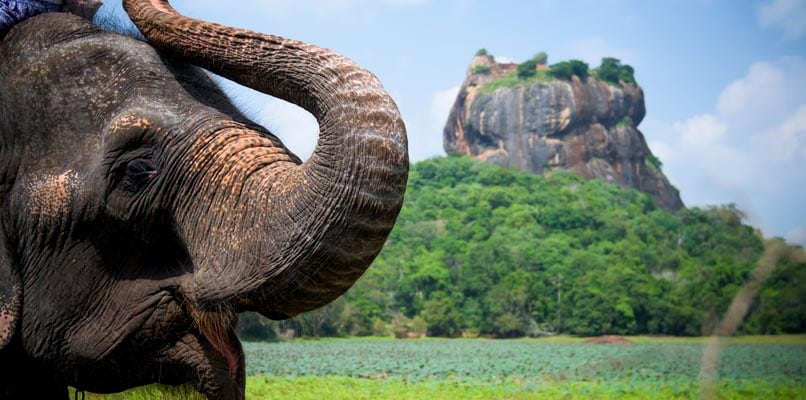 elephant-806x400 elephant-806x400