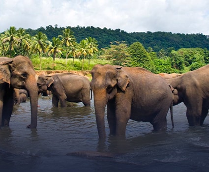 Cheap flights from Doha to Sri Lanka from QAR 410 flydubai